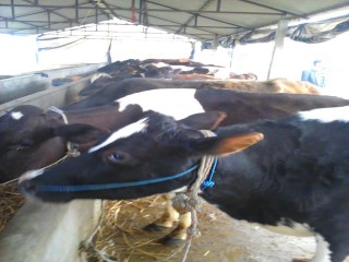 thapa_kazi_cow_farm