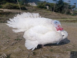 turkey_farm_kathmandu